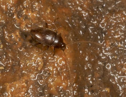 Réf. 275 207 : Bathysciella jeanneli